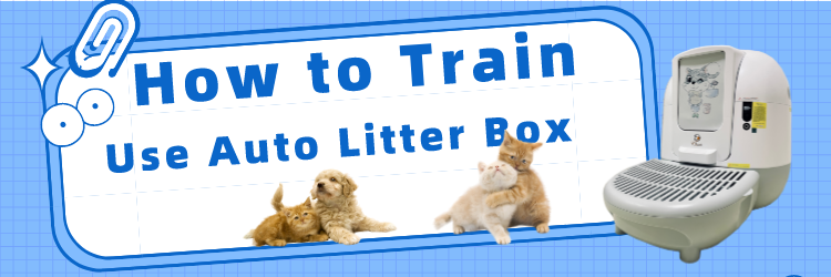 How do you train a cat to use a automatic cleaning cat litter box?